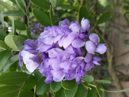 sophora-secundiflora-03-2016