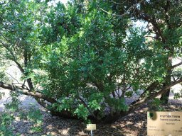 sophora-secundiflora-nov17-2