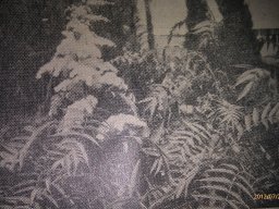hava &raquo; Sorbaria
