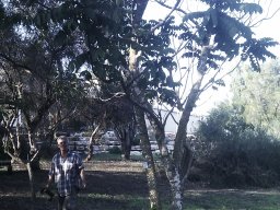 spathodea-nilotica-11-2012