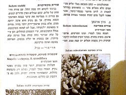 hava &raquo; Stapelia
