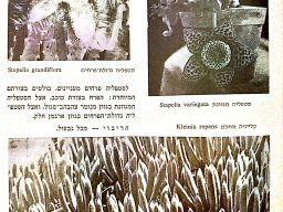 july-1976-Stapelia