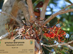 Stenocarpus-sinuatus-11-2017