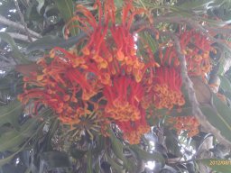stenocarpus-sinuatus--
