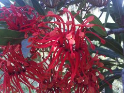 stenocarpus-sinuatus-08-2014