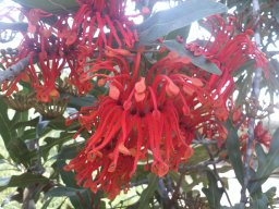 stenocarpus-sinuatus-08-2014a
