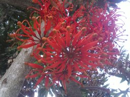 stenocarpus-sinuatus-08-2014b