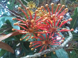 stenocarpus-sinuatus-08-2014c