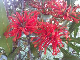 stenocarpus-sinuatus-08-2014d