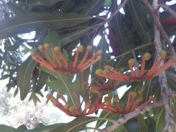 stenocarpus-sinuatus-08-2014h