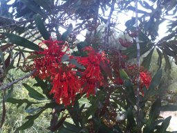 stenocarpus-sinuatus-08-2014i