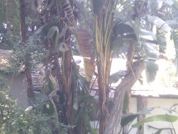hava &raquo; Strelitzia