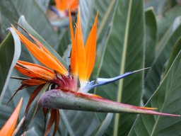 strelitzia-reginae-11-2017