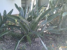 strelitzia-reginea--08-2012a