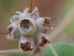 syncarpia_glomulifera_B