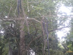 Tabebuia-06-2012