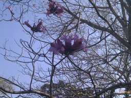 hava &raquo; Tabebuia