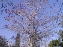 tabebuia-04-2012