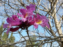 tabebuia-ipe-03-2015a