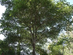 tabebuia-ipe-nov17