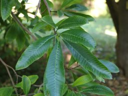 Tabernaemontana-fuchsiaefolia-nov17-2