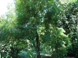Tabernaemontana-fuchsiaefolia-nov17