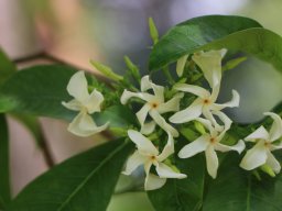 Tabernaemontana_fuchsiaefolia