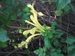tecomaria-Tecoma-capensis--12-2012a