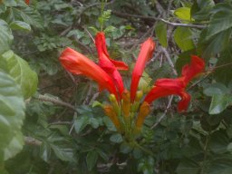 tecomaria-Tecoma-capensis-08-2014