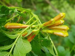 tecomaria_capensis