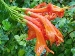 tecomaria_capensis_R