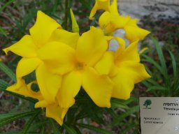 thevetia_peruviana