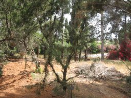 hava &raquo; Thuja