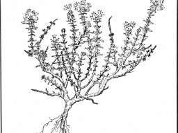 hava &raquo; Thymus