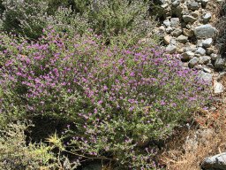 Thymus_capitatus