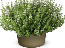 Thymus_vulgaris