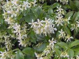 hava &raquo; Trachelospermum