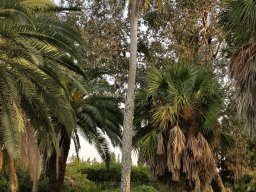 hava &raquo; Trachycarpus