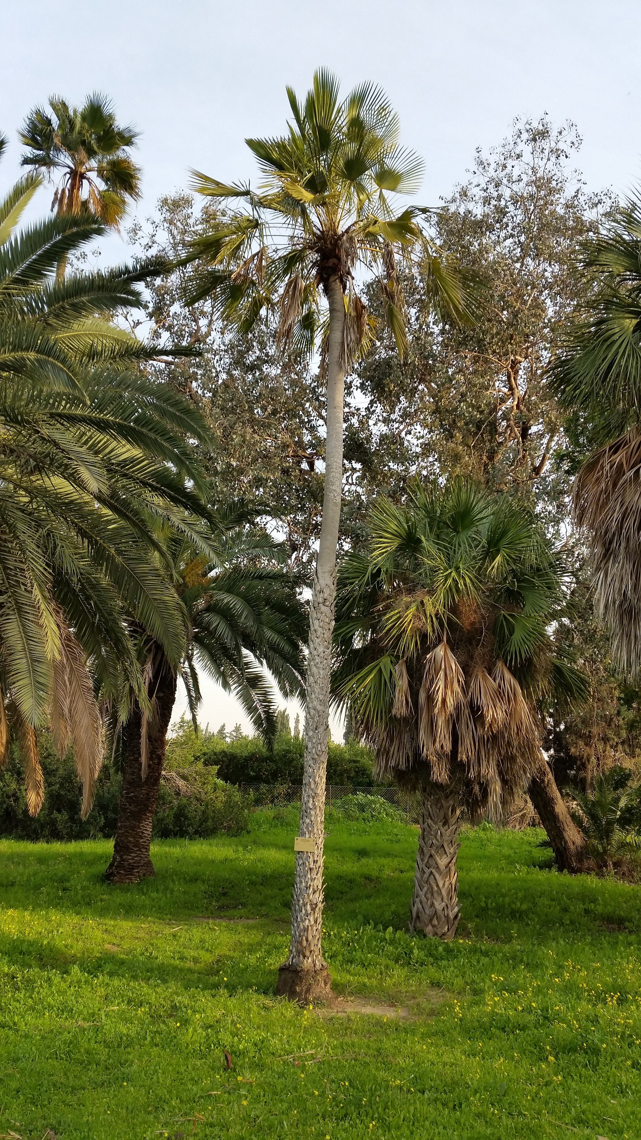 Trachycarpus