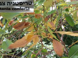 hava &raquo; Tristania