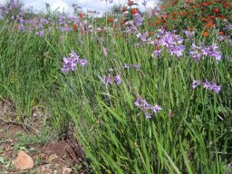 hava &raquo; Tulbaghia