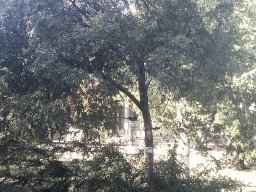 hava &raquo; Ulmus