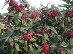 hava &raquo; Viburnum