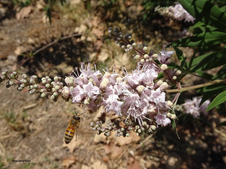 Vitex
