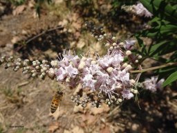 Vitex_agnus-castus06_19