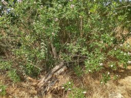 hava &raquo; Vitex