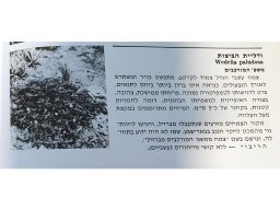 hava &raquo; Wedelia