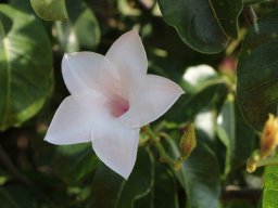 hava &raquo; Weigela
