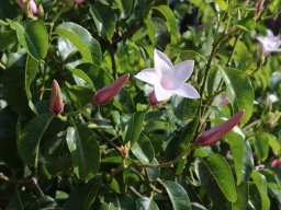 weigela-Florida-2018-06-23