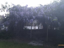 hava &raquo; Wisteria